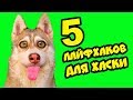 5 ЛАЙФХАКОВ ДЛЯ ХАСКИ! (Хаски Бублик) Говорящая собака Mister Booble