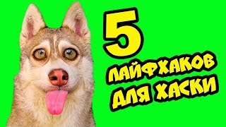 5 ЛАЙФХАКОВ ДЛЯ ХАСКИ! (Хаски Бублик) Говорящая собака Mister Booble