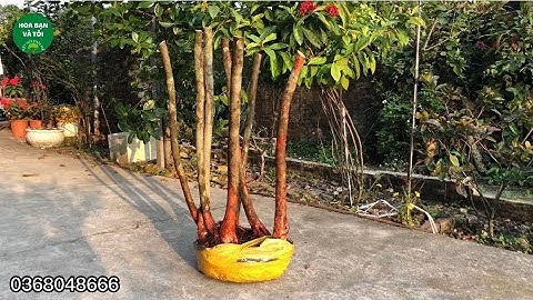 phôi sim rừng 8 thân dáng đẹp.Hoa bạn và tôi