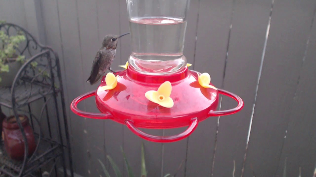 video phone beyonce mp3 Bella Hummingbird Nest Cam 08-23-2018 19:19:27 - 20:19:29