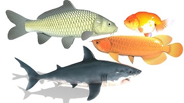 Bé học tên các loài cá nước ngọt và nước mặn với xe công nông - Tên các loài cá