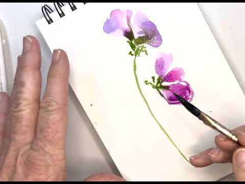 Watercolor Beginner Sweetpeas