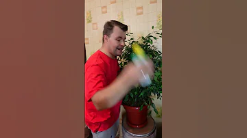Почему осыпаются #листья у #фикус? Правильный #уход за фикусами. #Удобрения, #опрыскивания и #полив