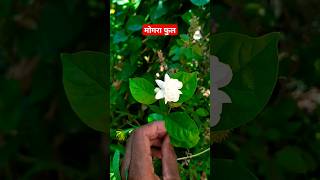 मोगरा फुलला - पांढरा मोगरा मोगरा mogara jasmin white flowers garden trending video shorts