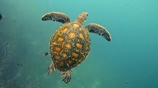 Galapagos diving: Seymour and Mosquera dive sites.