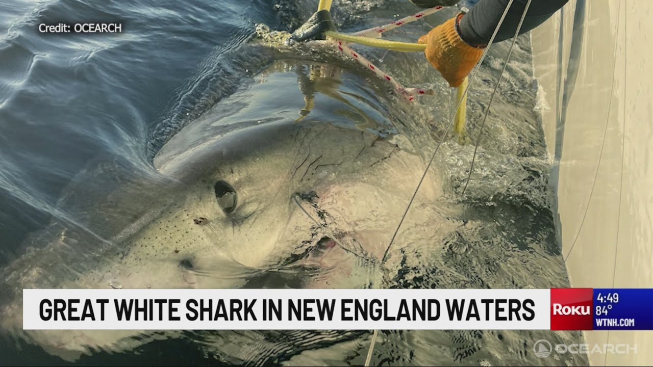 14-foot great white shark pinged off coast of Nantucket - YouTube