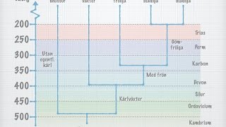 Växternas systematik