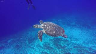 Tortuga ascendiendo en Cozumel