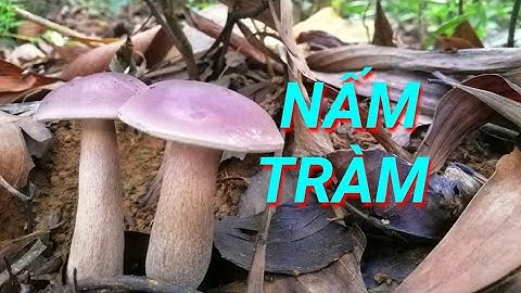 Lên Rừng Hái Nấm (Summer Mushroom Foraging)