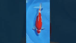 musik dj musikelektronik musikhouse edm sairinkedirikoi koi ikankoiberkualitas