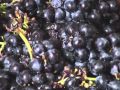 Tareas del vino - Maceración carbónica