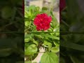 rose flower #ilove #flowers whatsapp status