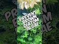 How To Easily Prevent And Remove Brown Diatom Algae From Your New Aquarium!