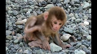 Baby monkey to explore aroud by Baby Monkey J 1,235 views 1 month ago 2 minutes, 25 seconds