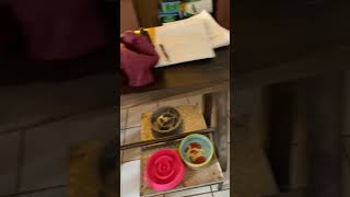 Savannah day four   1739843229619