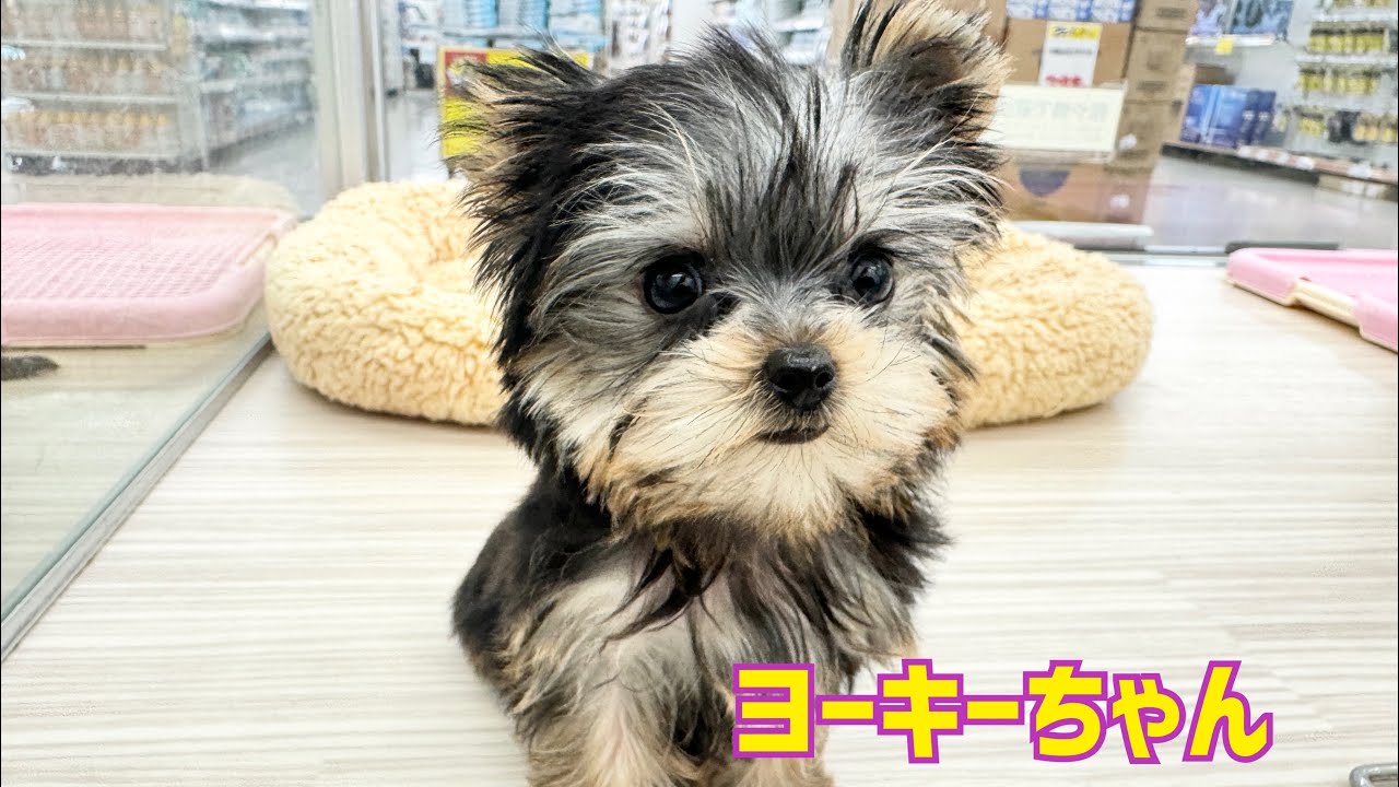2024.05.16 ヨーキーちゃん♡シャンプー頑張りました！ - YouTube