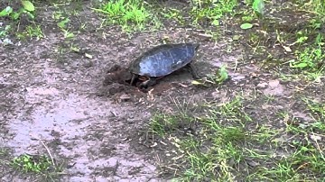 Box turtle digging hole to lay eggs