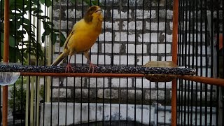 Terapi untuk KENARI bakalan SUPAYA ikut nyaut GACOR