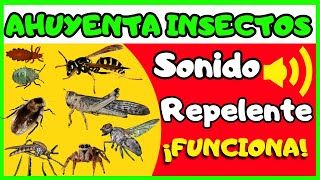 Sonido ahuyenta insectos (10h)🦟🪰 Repelente de insectos