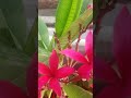 Red Flower вќ пёЏвќ пёЏвќ пёЏ Love Red Flower вќ пёЏвќ пёЏвќ пёЏ Love