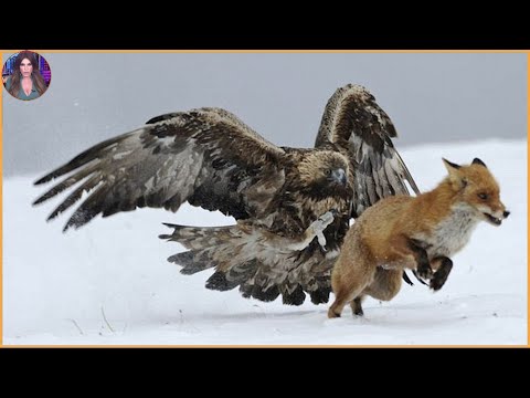 15 Brutal Hunting Moments Performed By Clever Foxes. #Part3 | Pets House