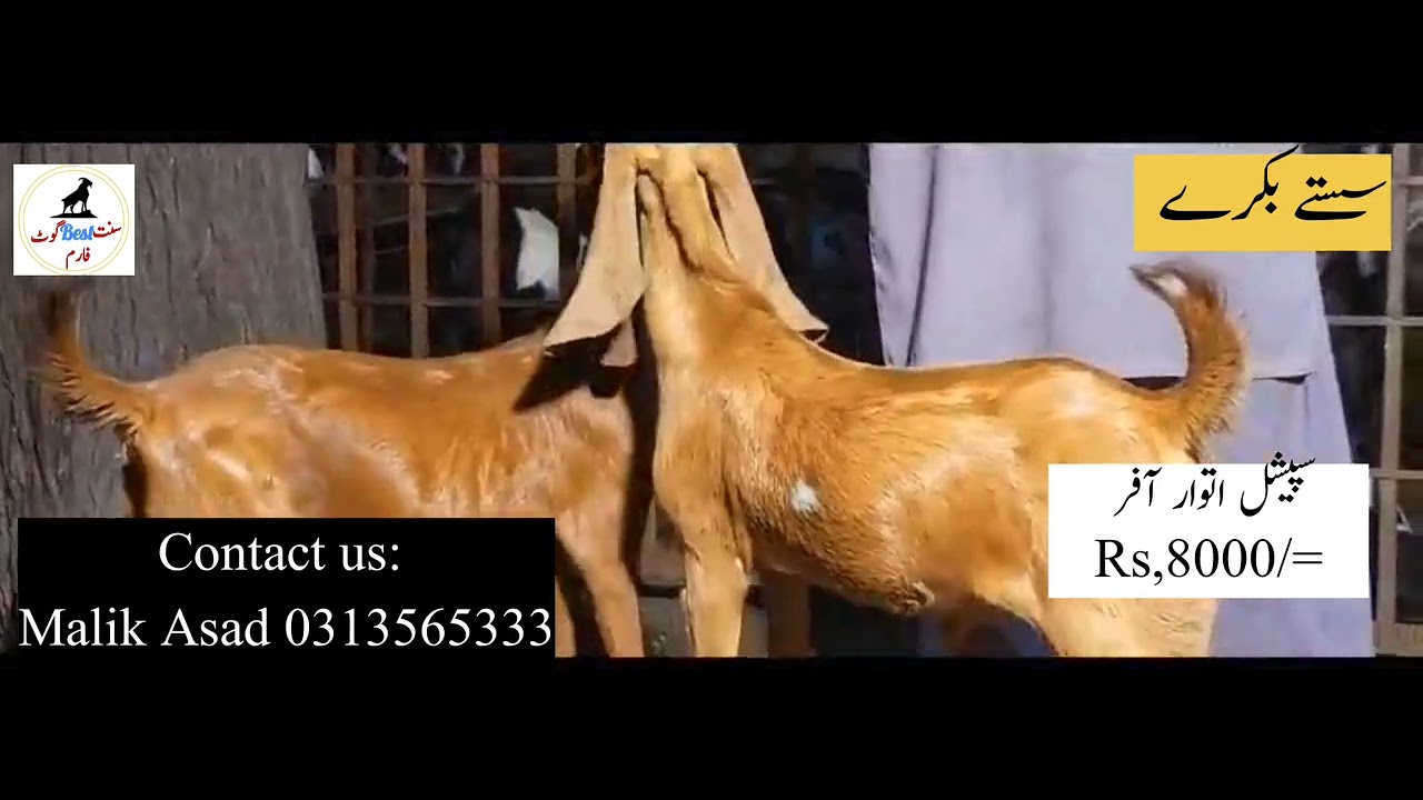 Sasty Bakray l Breeder Bakray l Sunnat Best Goat Farm - YouTube