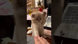 My cat🐾Ragdoll cat 猫 Love!안돼 ¡No! 被貓咪主子偷咬了？！ #shorts
