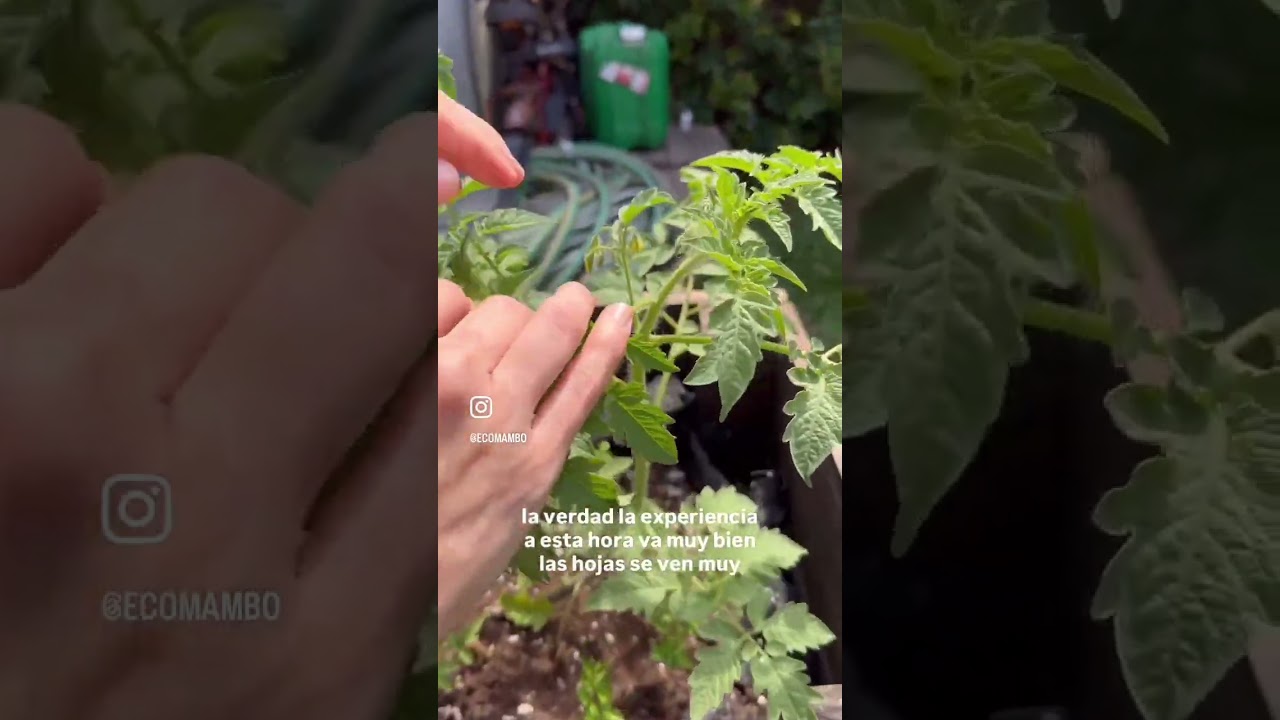 Experiencia ecomambo