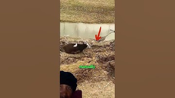 A cow rescued by excavator driver#shortsfeed#shortsvideo#animals#subscribe