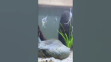 Cá Ông Tiên - Pterophyllum scalare