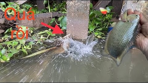 Câu cá rô đồng, trúng ổ cá rô mề háu ăn thì chỉ có giật mỏi tay
