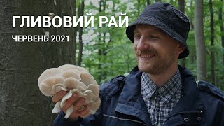 Гливи. Літні гриби. Червень 2021.