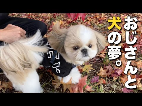 【シーズー】おじさんと犬の夢。【068】