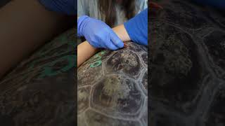 Sound ON 🔊 for turtle rehab ASMR
