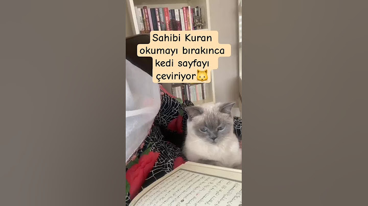Sahibi okusun diye Kur'an sayfasını çeviren kedi