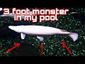 Monster fish in my pool only at - OHIO FISH RESCUE