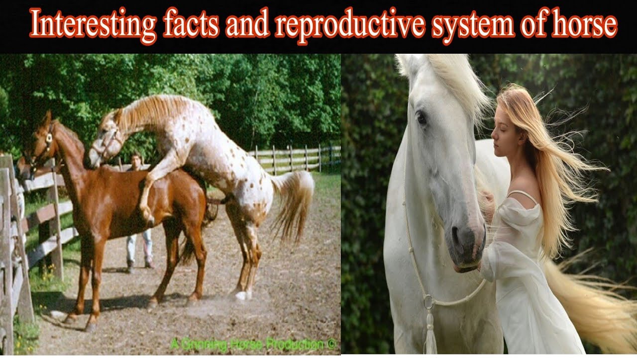 youtube channel trailer | gh haider99 | pure HD quality content | subcribe our YouTube channel