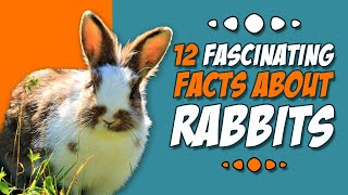 12 Fascinating Facts About Rabbits | Intriguing Rabbit Behaviors by Animal Fascination 1,246 views 4 months ago 9 minutes, 43 seconds