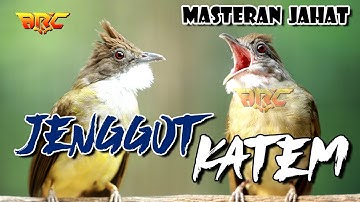CUCAK JENGGOT VS KAPAS TEMBAK | MASTERAN TEMBAKAN JAHAT UNTUK BURUNG KICAU