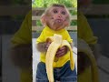 Cutest Baby Monkey Eating Banana 🍌 | Adorable Snack Time Fun #babymonkey #cuteanimals #banana