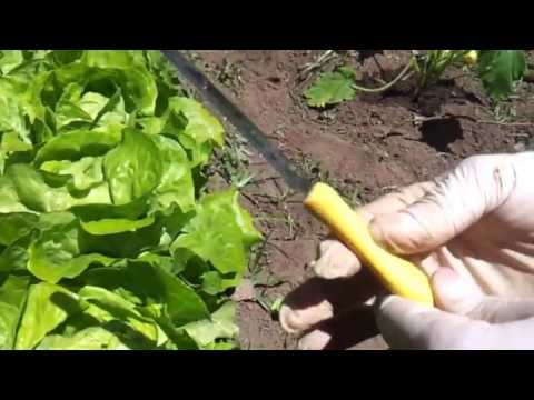 Video: Raccolta di verdure a foglia: come e quando raccogliere le verdure da giardino