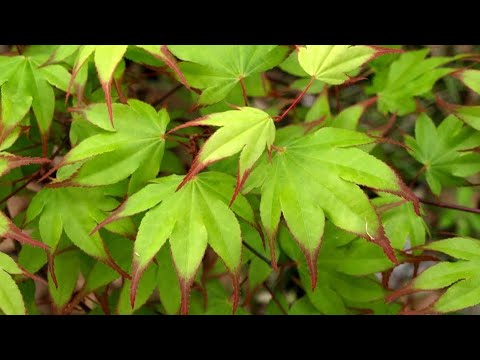 TSUMA GAKI JAPANESE MAPLE