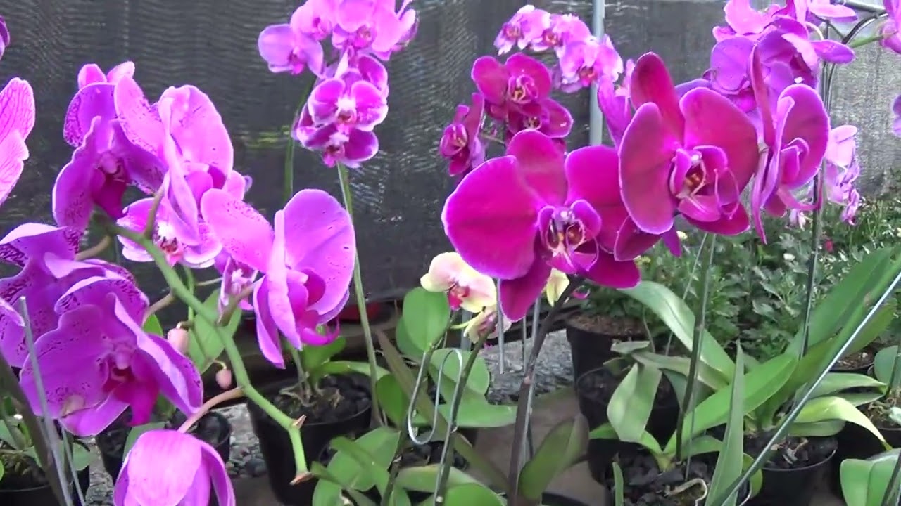 Bunga anggrek yang indah