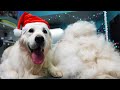 GROOMING GOLDEN RETRIEVER ❤️️ Christmas Edition ❤️️ HUGE UNDERCOAT REMOVAL