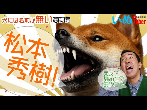 柴犬とトレーニング実践編！松本秀樹流！犬には名前という概念がない！