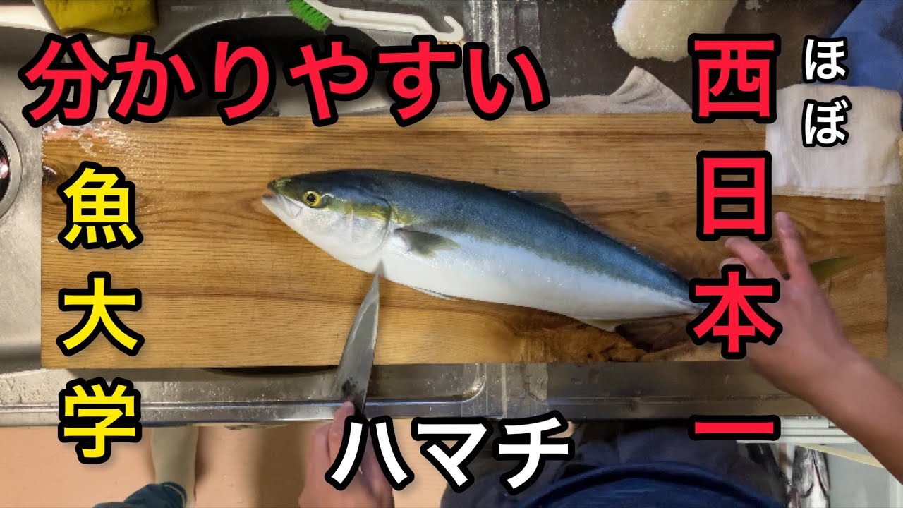 【ハマチの捌き方】〜さかな歴10年の男が包丁で語る〜#捌き方 #魚捌き #ハマチ - YouTube