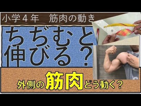 筋肉の使い方が一目で分かる 小学４年理科 体の作り Youtube