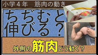 筋肉の使い方が一目で分かる 小学４年理科 体の作り Youtube