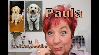 Paula bis 28 Wochen Teil 2, wie bekomme ich einen Goldendoodle Welpen stubenrein?