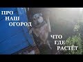 ПРО НАШ ОГОРОД // ЧТО ГДЕ РАСТЁТ